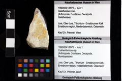 Foto (Objket + Etiketten) von Culmenformosa sp. 